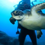 Caretta