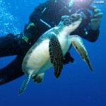 KAŞ Dalış Caretta