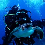 KAŞ Dalış caretta1